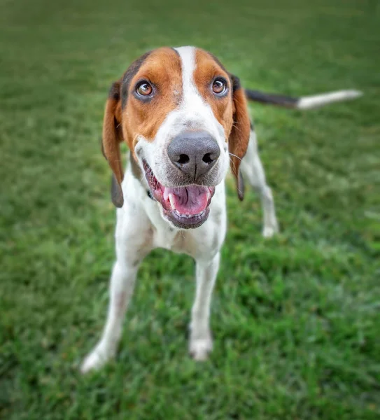 外の可愛い犬の広角写真 — ストック写真