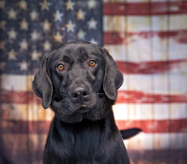 Estudio Disparo Lindo Perro Delante Bandera Americana — Foto de Stock