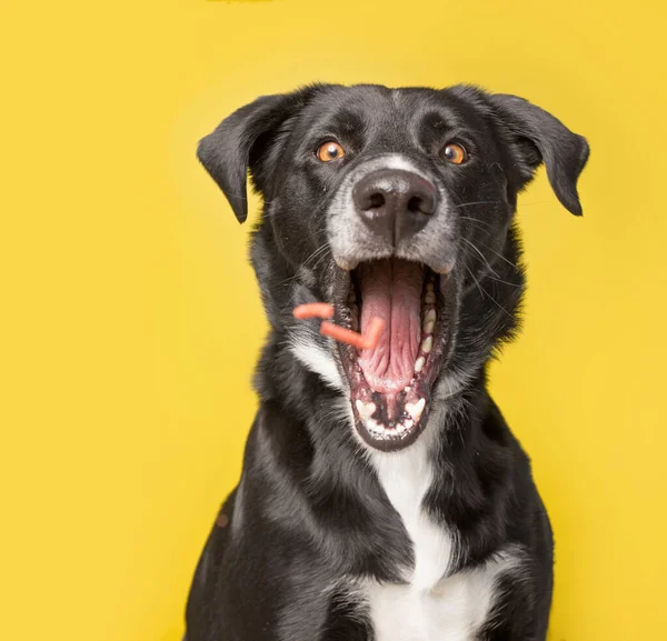 Estúdio Tiro Cão Bonito Frente Fundo Isolado — Fotografia de Stock