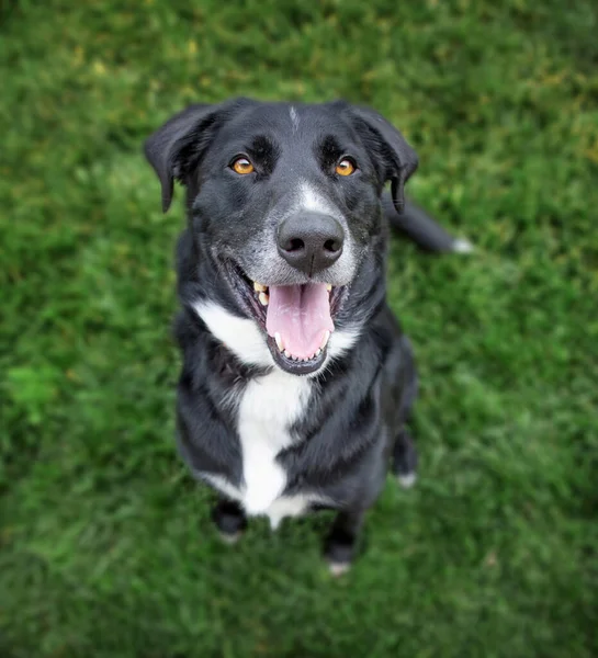 Groothoek Foto Van Een Schattige Hond Buiten — Stockfoto