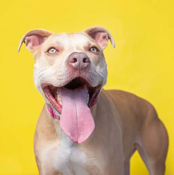 Estudio Disparo Lindo Perro Frente Fondo Aislado — Foto de Stock