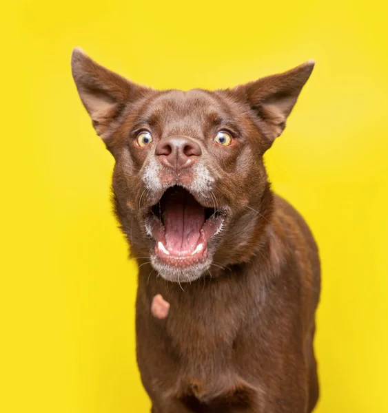 Studioaufnahme Eines Niedlichen Hundes Vor Isoliertem Hintergrund — Stockfoto