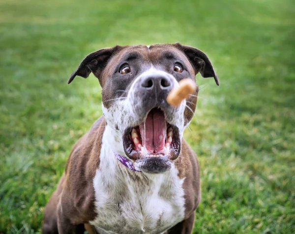 Dışarıdaki Sevimli Köpeğin Geniş Açılı Fotoğrafları — Stok fotoğraf
