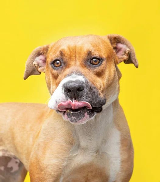 Studio Girato Cane Carino Fronte Uno Sfondo Isolato — Foto Stock