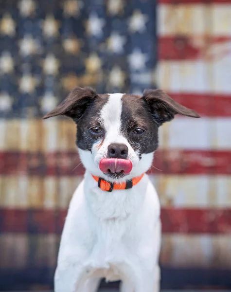 Estúdio Tiro Cão Bonito Frente Bandeira Americana — Fotografia de Stock