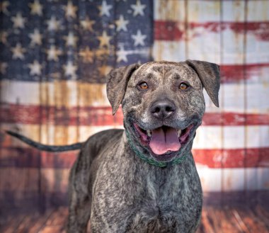 Amerikan bayrağının önünde şirin bir köpeğin stüdyo fotoğrafı.