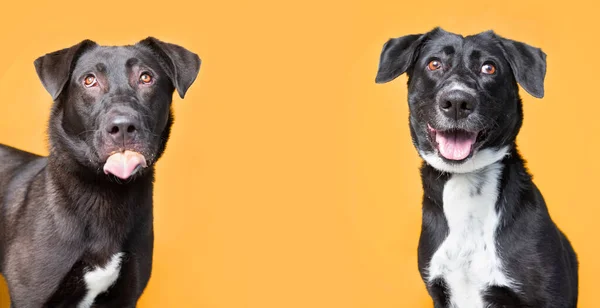 Studio Skott Söt Hund Framför Isolerad Bakgrund — Stockfoto