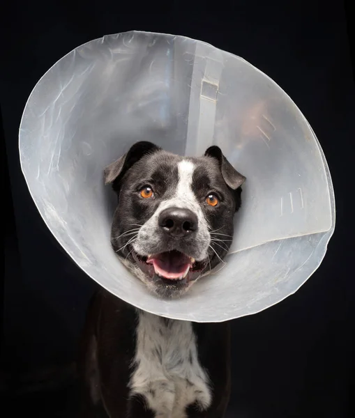 Estudio Disparo Lindo Perro Frente Fondo Aislado — Foto de Stock