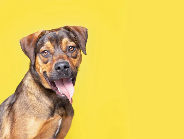 Estudio Disparo Lindo Perro Frente Fondo Aislado — Foto de Stock