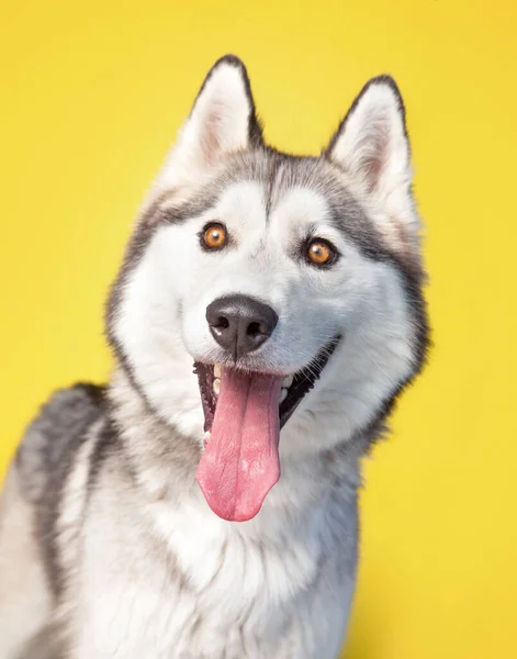 Studio Shot Cute Dog Front Isolated Background — Stock Photo, Image