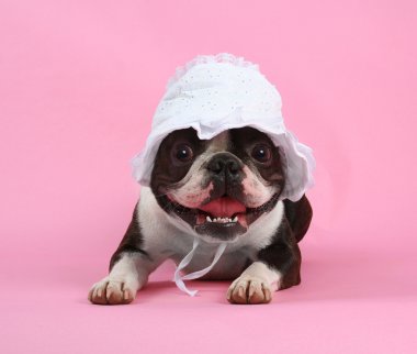 Boston terrier bebek kaporta
