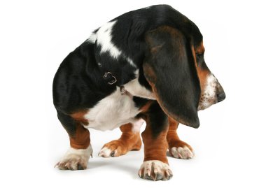 Basset hound beagle mix köpek yavrusu