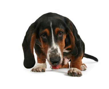 Basset hound beagle mix köpek yavrusu