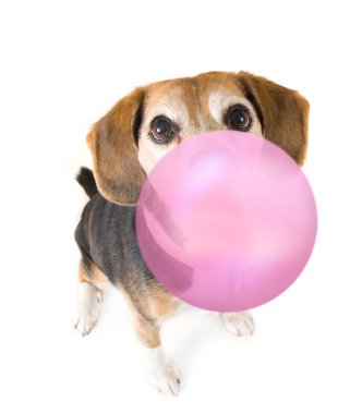 Beagle üfleme kabarcık
