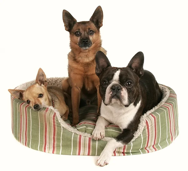 Друзья-собаки в постели — стоковое фото