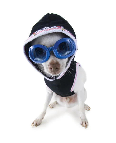 Chihuahua z gogle i Bluza z kapturem na — Zdjęcie stockowe