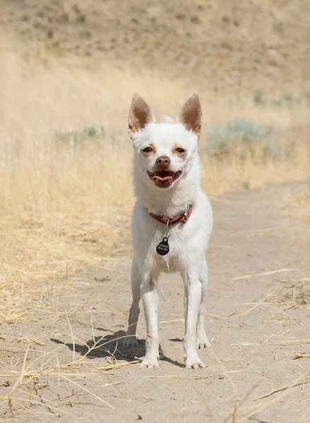 Chihuahua esperando a su dueño — Foto de Stock