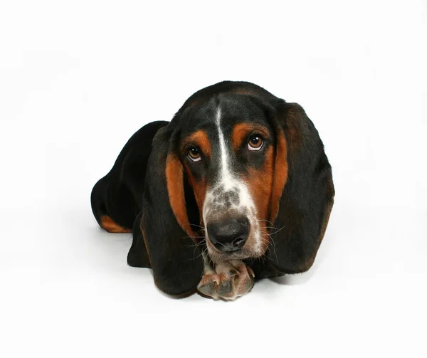 Basset hound liggande — Stockfoto