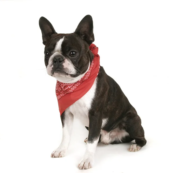 Boston terrier with bandanna on — Stock Photo, Image