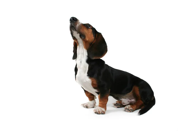 Bebé perro basset — Foto de Stock