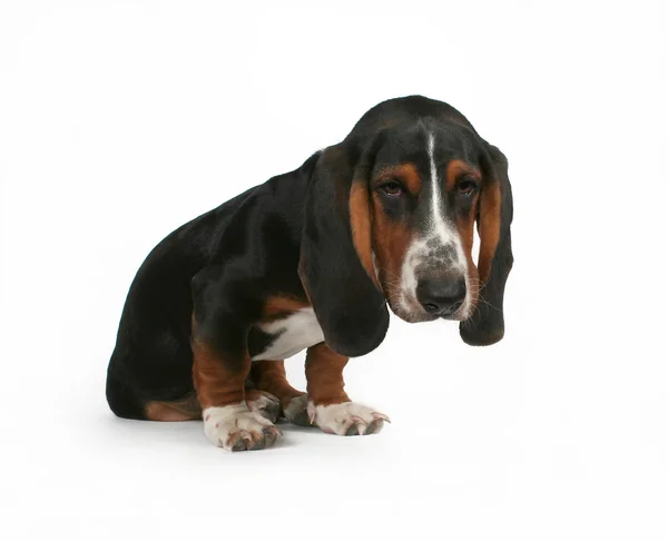 Baby basset hound — Stockfoto