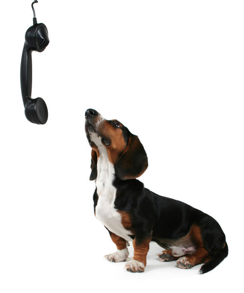 Basset looking up at a phone