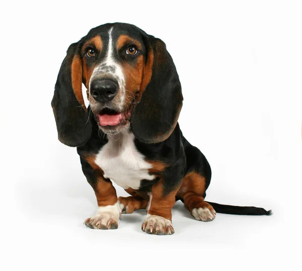 Bassett hound sitting down — Stock Photo, Image