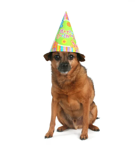 Cão com chapéu de aniversário — Fotografia de Stock