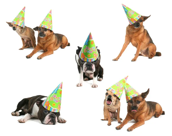 Cães com chapéus de aniversário — Fotografia de Stock