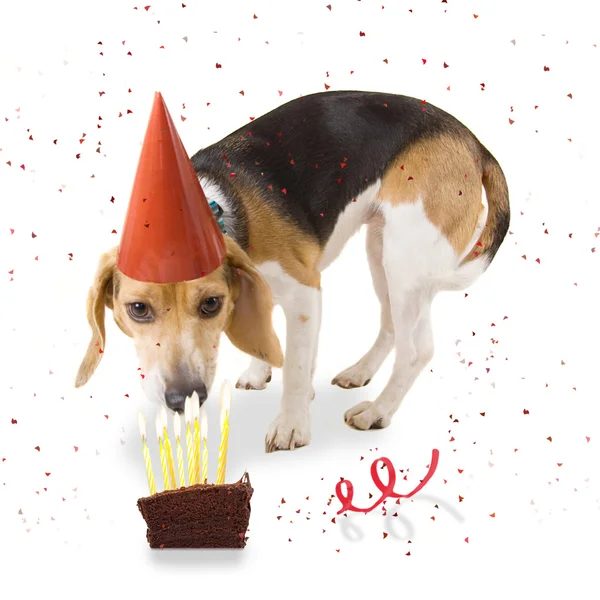 Beagle com chapéu de aniversário — Fotografia de Stock