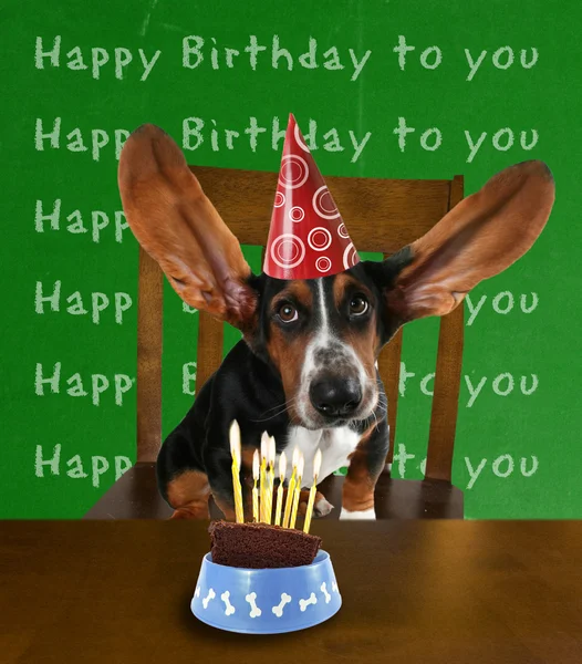 Basset hound met cake — Stockfoto