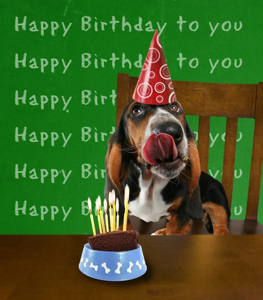 Basset hound with cake — Stock Photo, Image