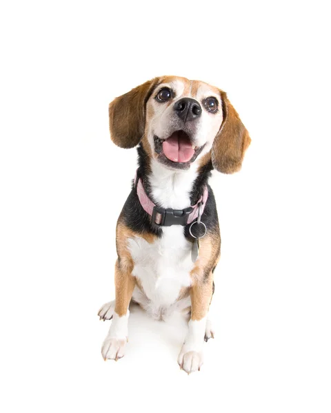 Cute beagle — Stock Photo, Image