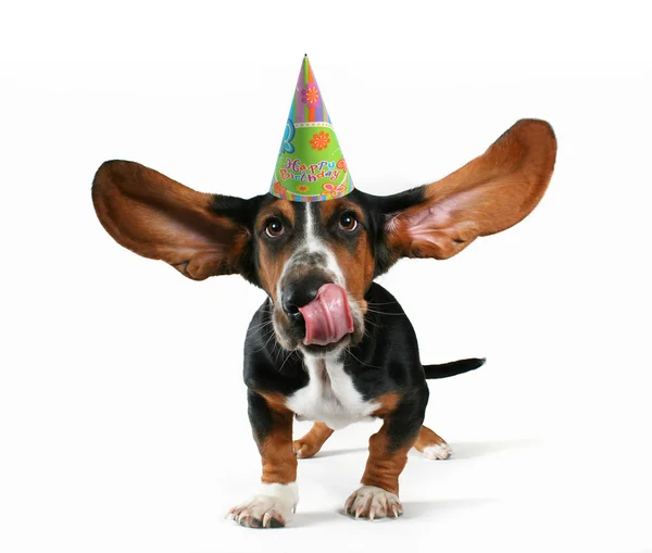 Basset hound con cappello di compleanno — Foto Stock