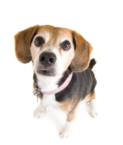 Niedlicher Beagle — Stockfoto