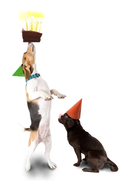 Cute beagle and pug — Stock Photo, Image