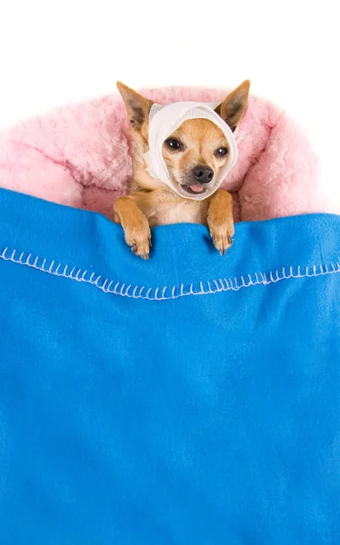 Chihuahua in bed with headache — Stock Photo, Image