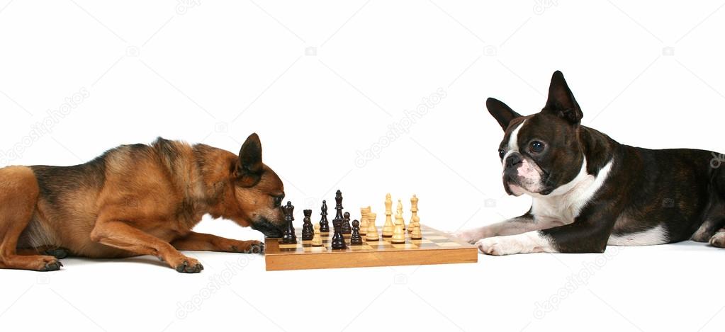 Two dogs playing chess