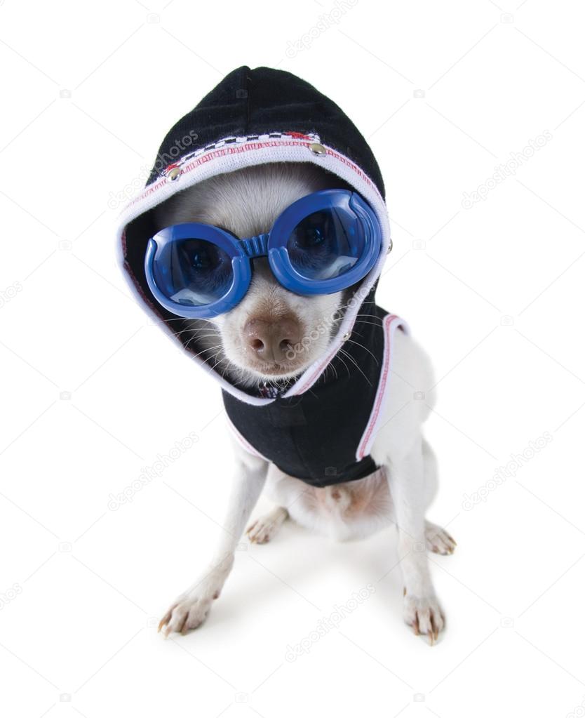 Chihuahua with goggles and hoodie on