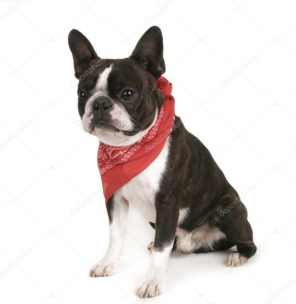 Boston terrier with bandanna on