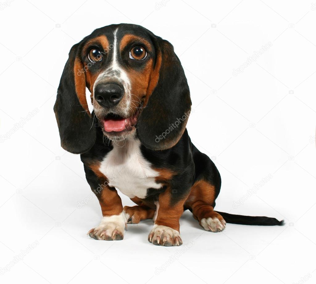 Basset hound beagle mix puppy