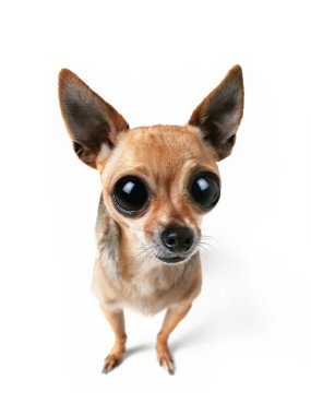 Chihuahua iri gözlü