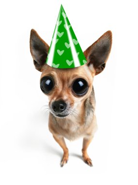 Chihuahua doğum günü şapkası