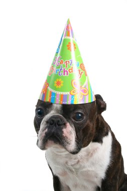 Boston korkunç doğum günü şapkası