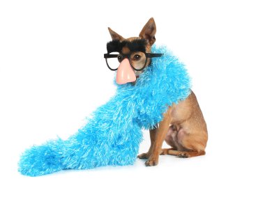 Chihuahua giyiyor mavi boa