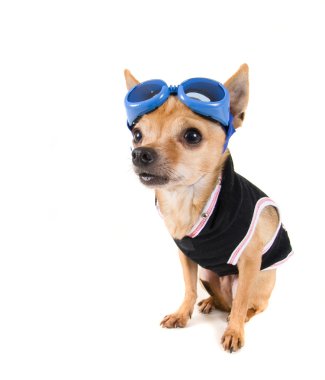 Chihuahua ile gözlük ve ceket