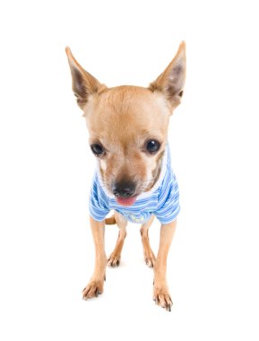 Chihuahua gekleed in kleding