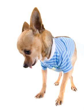 Chihuahua gekleed in kleding
