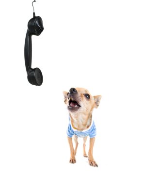 Chihuahua gekleed in kleding