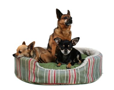 Üç köpekler paylaşım evde beslenen hayvan yatak